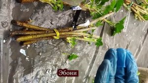 Укоренение  черенков смородины в агроперлите при помощи супермикоризы от ООО Биохайтек и корневина.