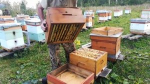 Многокорпусное пчеловодство. Сборка гнёзд в зиму.