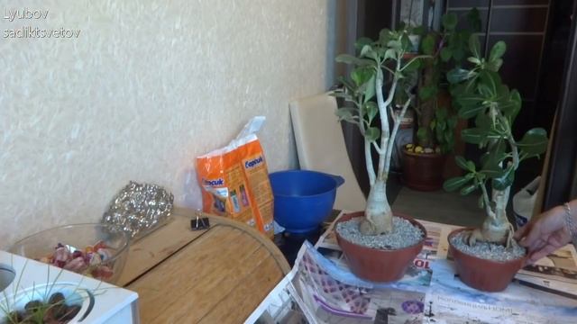 Комнатные цветы/растения. Обзор и пересадка Адениумов. Осмотр корней и каудекса. смотреть онлайн