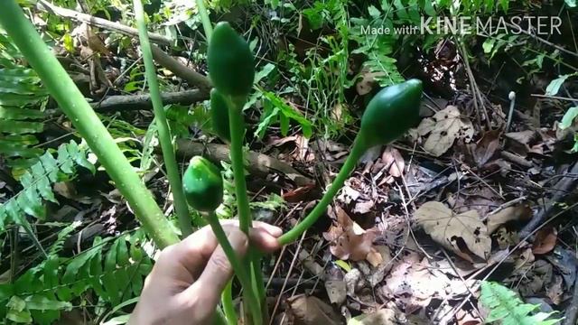 Habitat Tanaman Hias Alocasia longiloba Kalimantan смотреть онлайн