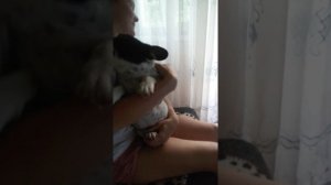 Французкий бульдог говорит "мама"