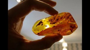 ЯНТАРЬ - ДРЕВНЯЯ ОКАМЕНЕЛОСТЬ. КАК ОТЛИЧИТЬ ПОДЛИННЫЙ ЯНТАРЬ ОТ ПОДДЕЛКИ?