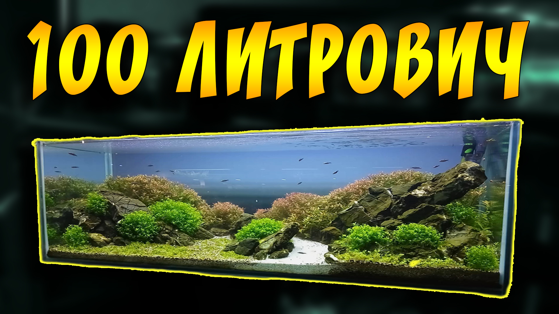 100 литровый АКВАРИУМ после ПАРИКМАХЕРА! Февраль 2019! смотреть онлайн