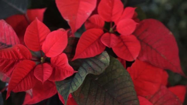 Почему пуансеттия зелёная ✿ Как зелёную пуансеттию сделать снова красной ✿ Рождественский цветок смотреть онлайн