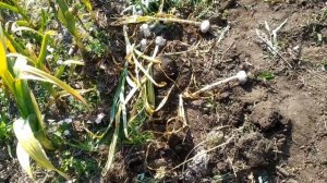 Рокамболь - КАК ОПРЕДЕЛИТЬ ТОЧНЫЙ СРОК УБОРКИ !