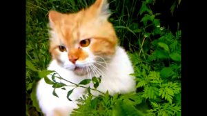 Атака котов. Подборка