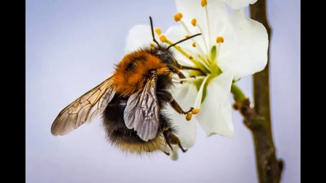 Жужжание пчёл Белый шум