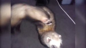 Как хорьки пытались убить друг друга! (Качканар)