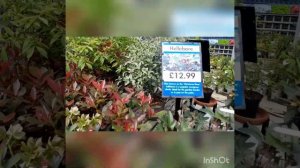 Сад огород. Англия. цены ассортимент в маленьком местечке 900 жителей.