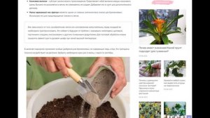 Грунт для гузмании: какой подходит, как сделать самостоятельно, и какую землю использовать нельзя