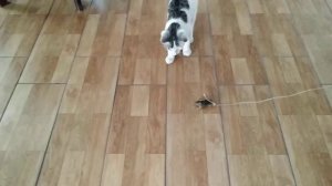 Как научить КОТА ловить мышей!?!