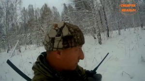 ЗАГОННАЯ ОХОТА НА СИБИРСКУЮ КОСУЛЮ! ДОБОР ПОДРАНКА!!!