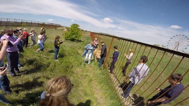 Как я поймал льва за хвост. смотреть онлайн