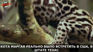 Дикий кот Маргай - очаровательный ловкий охотник, напоминающий расцветкой маленького Леопарда