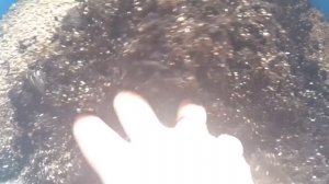 Как быстро размножить георгины весной