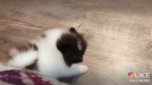 Бело шоколадный мальчик померанского шпица