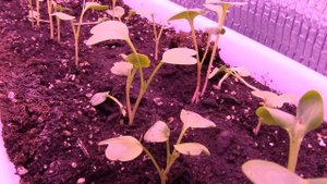 Редиска ускоренная в 300 раз.