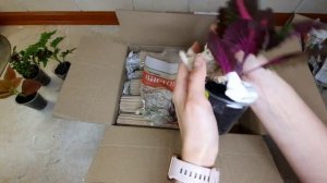 Колеус! Не Проходите мимо!? Распаковка!?                         #колеус #колеусы #комнатныецветы