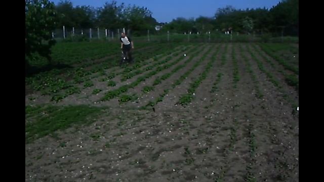 Прополка картошки Тарпаном смотреть онлайн