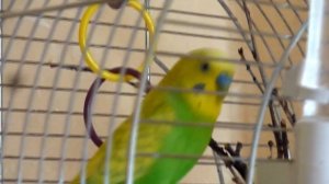 ОДИН В КЛЕТКЕ//ЧЕМ ЗАНЯТ ПОПУГАЙ//ПЕНИЕ ВОЛНИСТОГО ПОПУГАЯ