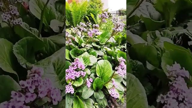 #солнечныйдень #прогулки #вечер #цветы #вдохновение #nature