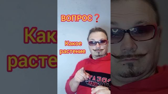 Вопрос загадка - шутка?