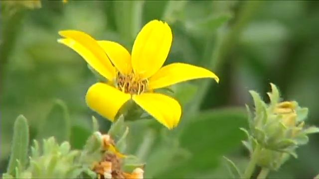Bustani Plant Farm with Former OKG Host Steve Owens смотреть онлайн