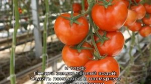 Томат Кукла Маша