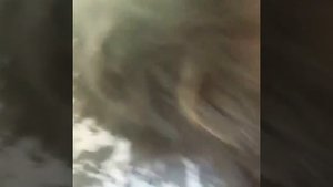 Дикий сибирский кот