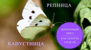 Капустная белянка и репница. Вредители крестоцветных. Меры борьбы и профилактики.