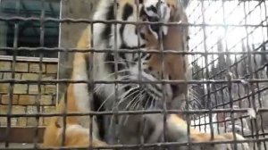 Тигры в клетке