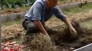картошка ----- без окучивания, полива, и подкормки