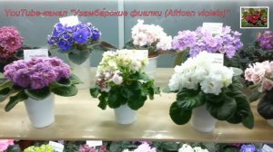 Выставка фиалок в марте,Самарский Дом Фиалки.