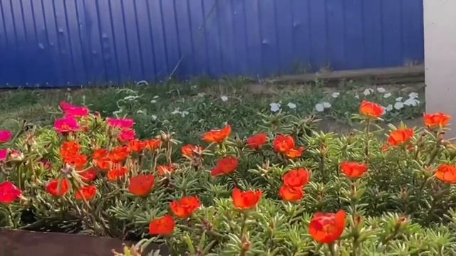 Жизнь в деревне. Прогулка по деревенскому дворику смотреть онлайн