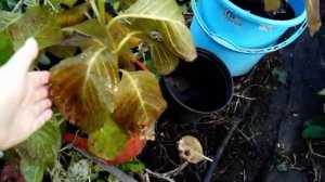 ЧТО ДЕЛАТЬ ЕСЛИ ГОРТЕНЗИЯ ПРОСНУЛАСЬ