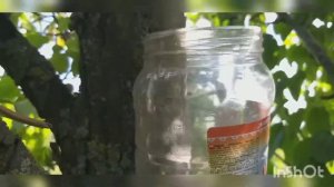 Воздушная отводка груши от А до Я