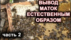 Вывод маток естественным способом. часть 2.