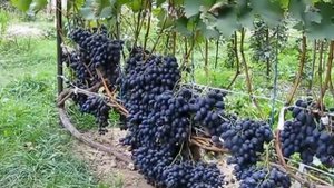 Виноград. Сорт - Надежда АЗОС. 2011 год...