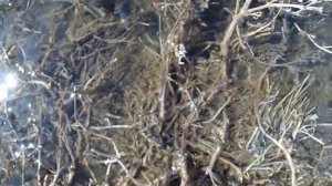 Азовский немецкий национальный район Омской области _Azov German national district of Omsk region