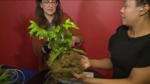 Fox 2 9AM Kokedama House Plants by Maypop Coffee and Garden Shop