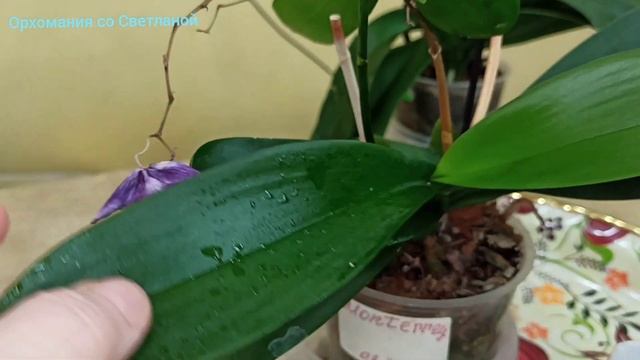 Как быстро пробудить корни у  сонных  деточек на орхидеях. ???