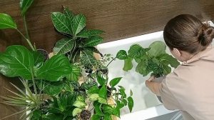 Цветочный влог: Душ для растений//Обзор комнатных растений?