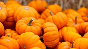 Тыква: полезные свойства и противопоказания