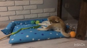 ЩЕНОК ВЫЖИЛ! ЭНТЕРИТ У АКИТА ИНУ