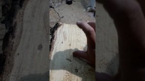 Стабилизация мягкой древесины