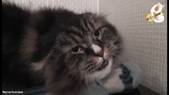 Наш кот поёт песни, аж дрожит дом! смотреть онлайн