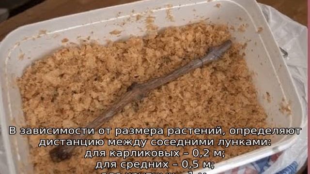 Когда пересаживать хосту смотреть онлайн