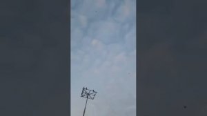Вот это игра!!! Бойные столбовые голуби!!!