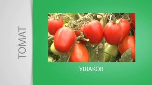 Томатный хит
