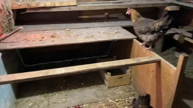 Почему не оплодотворены яйца кур.